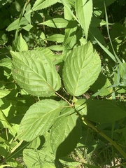 Rubus ablatus