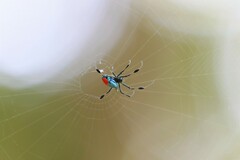 Leucauge sarawakensis