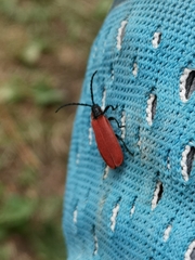 Lygistopterus anorachilus