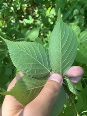 Rubus ablatus