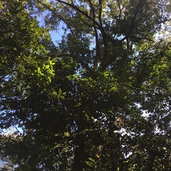 Castanopsis kawakamii