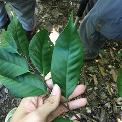 Castanopsis kawakamii