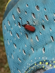 Lygistopterus anorachilus