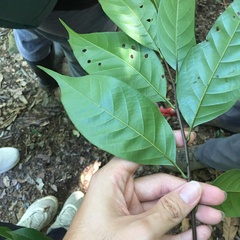 Castanopsis kawakamii