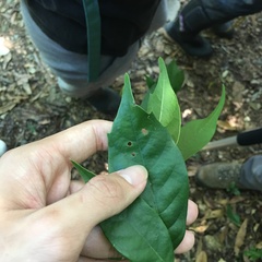 Castanopsis kawakamii