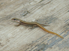Ablepharus deserti