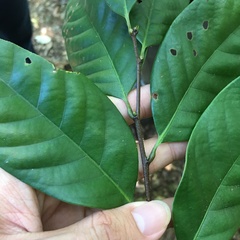 Castanopsis kawakamii