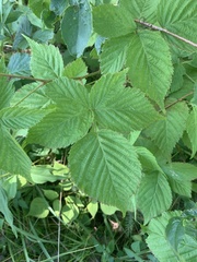 Rubus frondosus