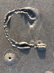 Oliva scripta