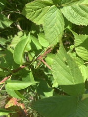 Rubus frondosus