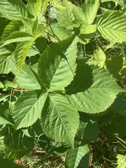 Rubus frondosus