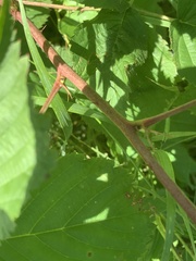Rubus frondosus