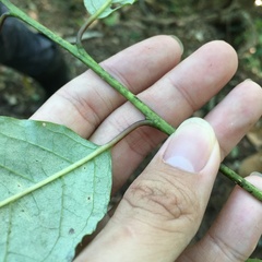 Ilex micrococca
