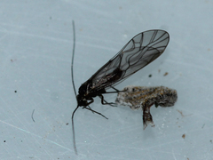 Trichopsocus