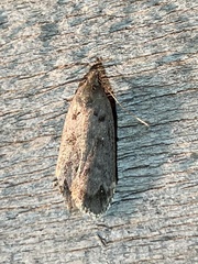 Anacampsis innocuella