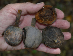 Elaeocarpus bancroftii