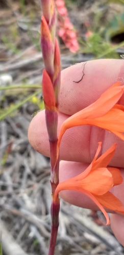 Image of Watsonia laccata by (c) kevin koen, some rights reserved (CC BY-SA)