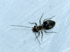 Mesopsocidae