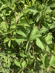 Rubus multifer