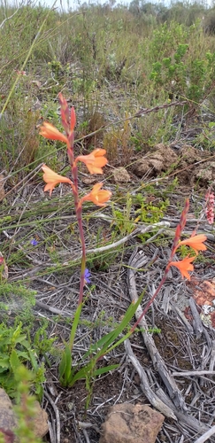 Image of Watsonia laccata by (c) kevin koen, some rights reserved (CC BY-SA)