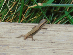Ablepharus deserti