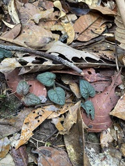 Piperales