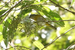 Chlorospingus flavopectus
