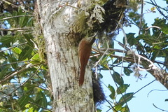 Lepidocolaptes lacrymiger