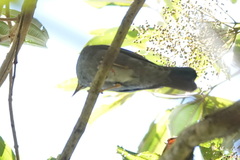 Turdus nigriceps