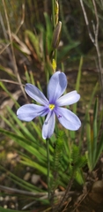 Aristea spiralis