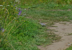 Motacilla alba baicalensis