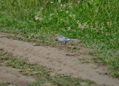 Motacilla alba baicalensis