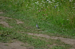 Motacilla alba baicalensis