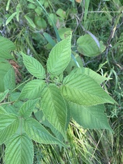 Rubus ablatus