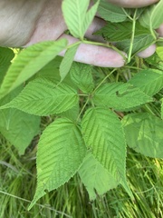 Rubus ablatus