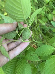Rubus ablatus