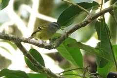 Euchrepomis callinota