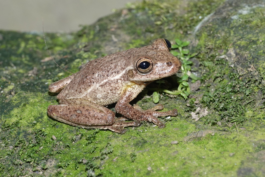 Snouted Tree Frogs from Near Canaan on July 11, 2022 at 0409 PM by