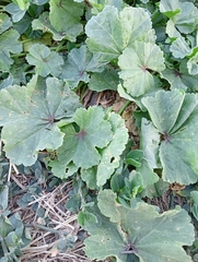 Malva sylvestris