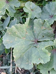 Malva sylvestris