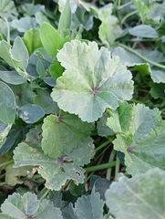 Malva sylvestris