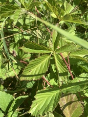 Rubus multifer
