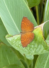 Ariadne ariadne