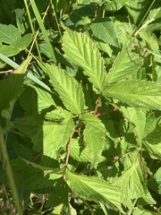 Rubus multifer