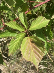 Rubus multifer