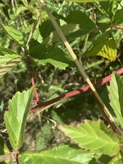 Rubus multifer
