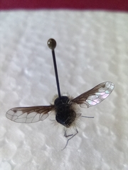Bombylius fimbriatus