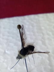 Bombylius fimbriatus