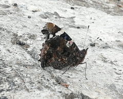 Vanessa atalanta