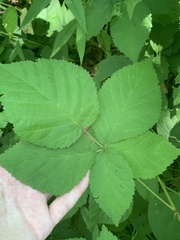 Rubus frondosus